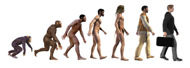 série animale: homo-sapiens: toujours présent. dans la série animale:du singe à homo numéricus