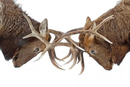 deux cerfs se battent, ils sont coincés par leurs bois